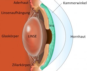 Aufbau Auge - Chiemsee Augen Tagesklinik